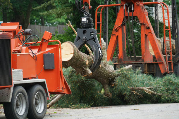 How Our Tree Care Process Works  in  Willow Street, PA