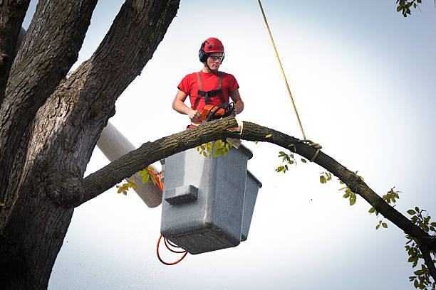 Professional Tree Care  in Willow Street, PA